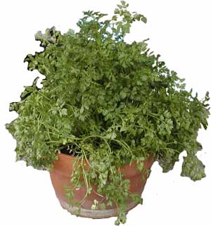 Great Chervil Plant